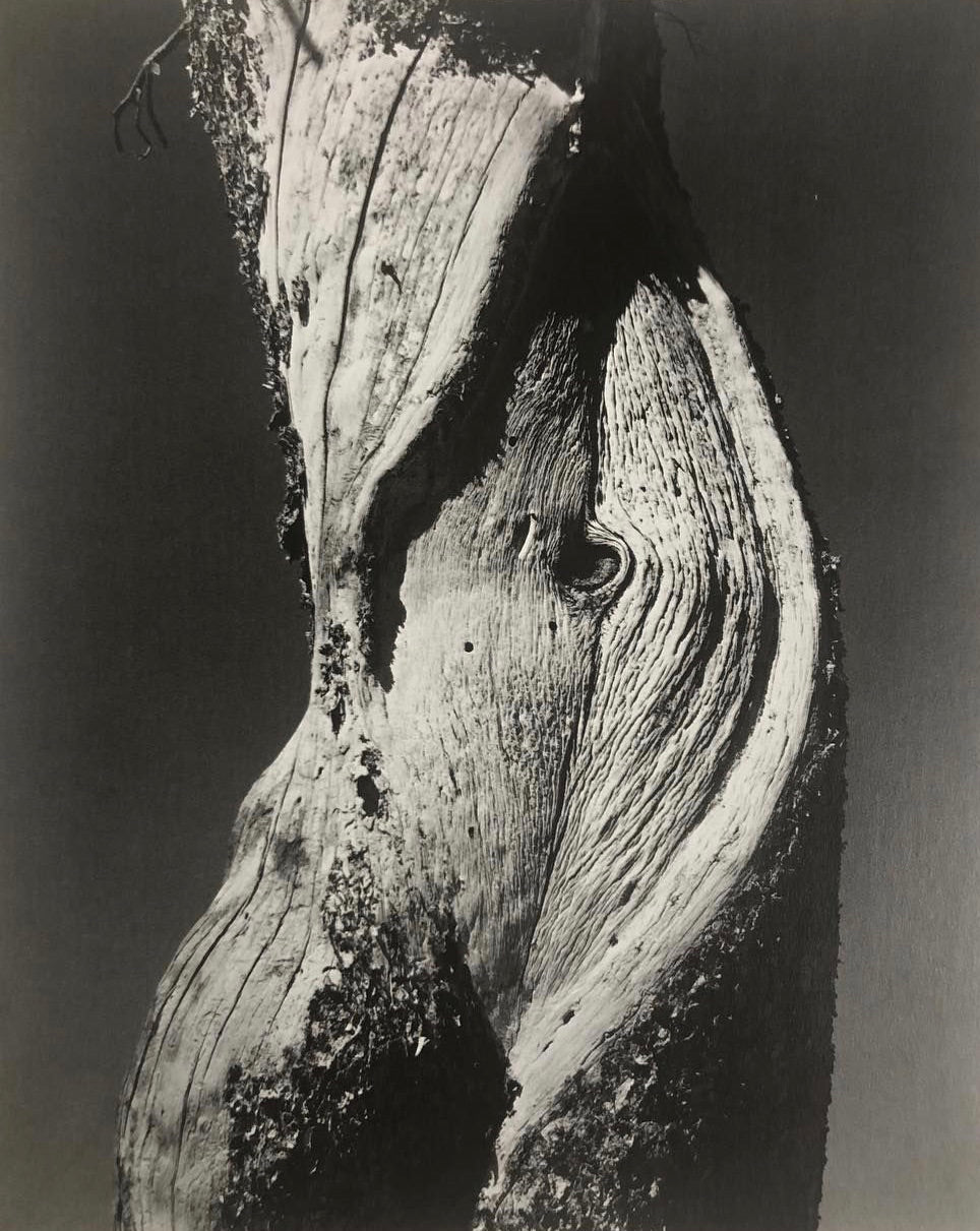 Ingredients: Wood of the Gods